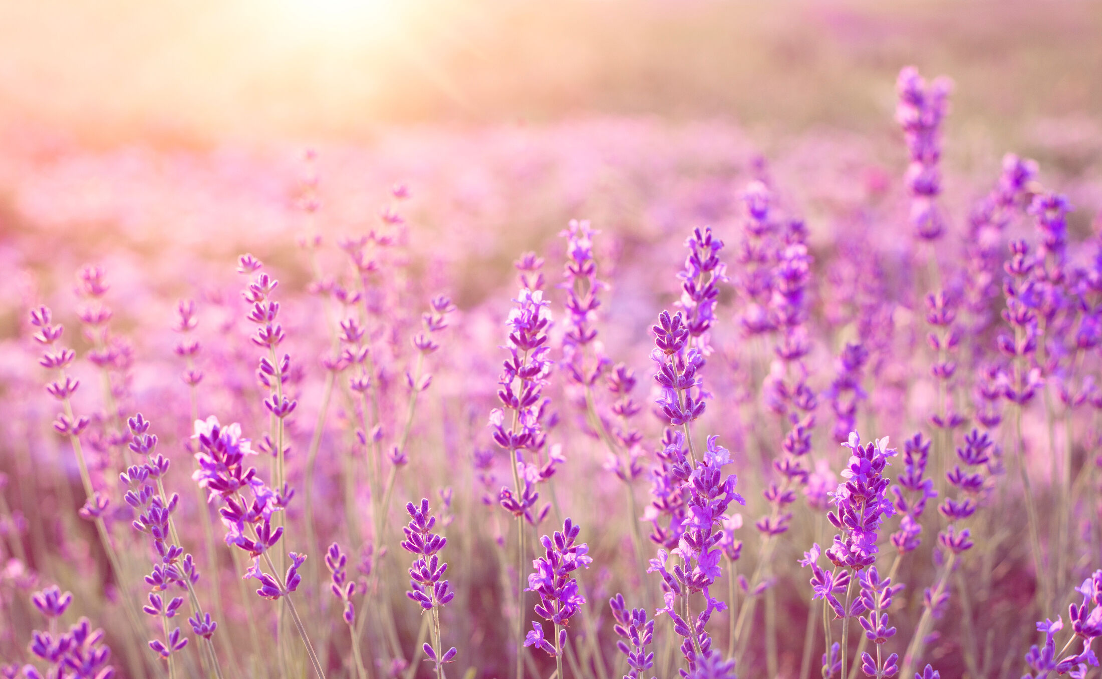 lavender