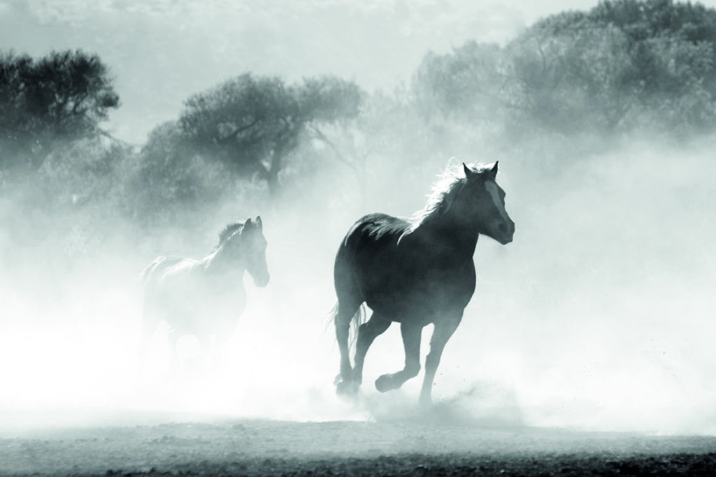 Arabiam Horse by Pierre Guillaume 