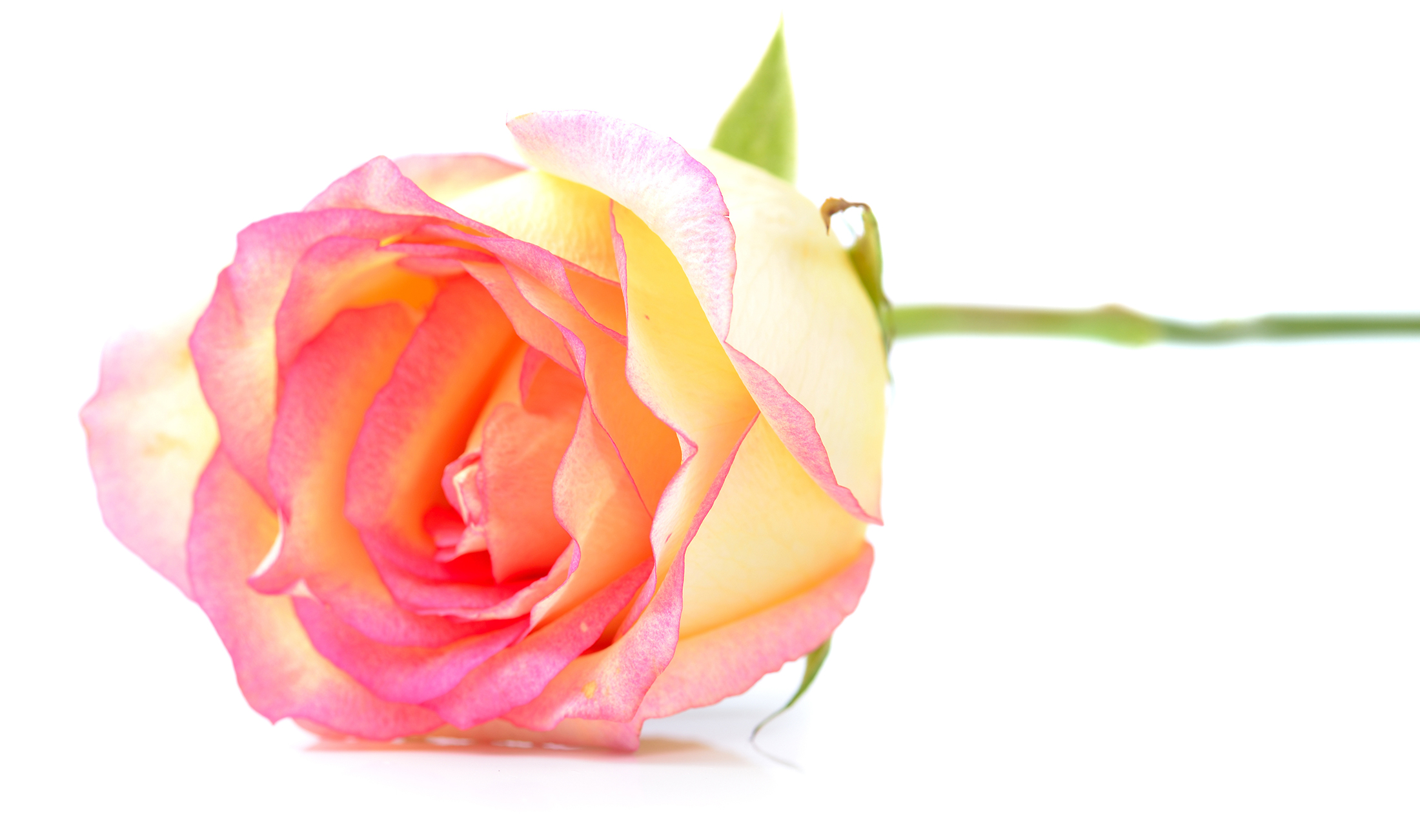 La Vie en Rose - We've got spring on our minds! 💐 Let's kiss the