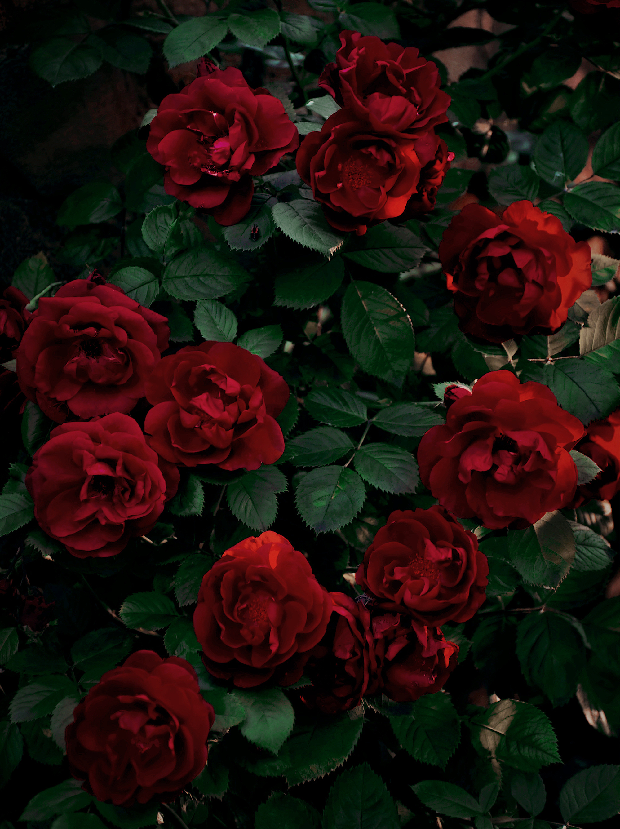 Selenion Pola: 月光のシプレ