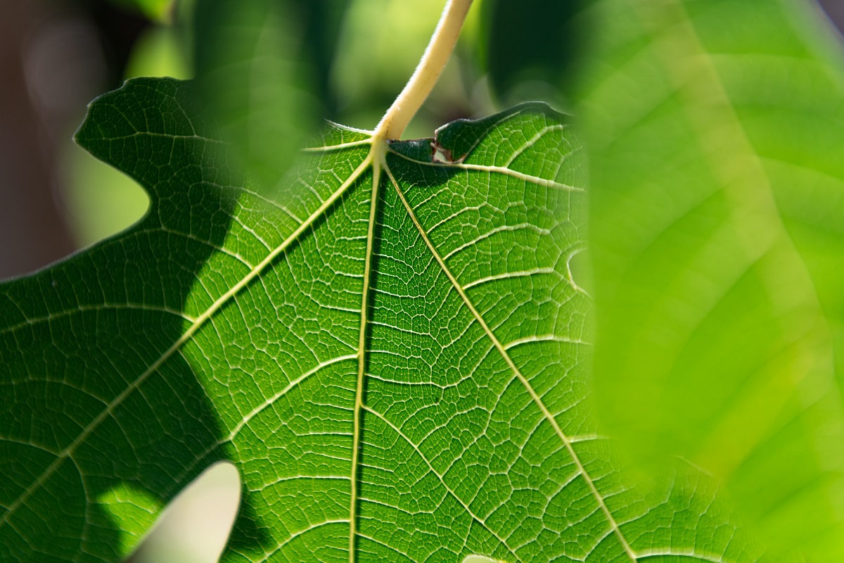 Fig Leaves and Forbidden Fruits ~ Columns