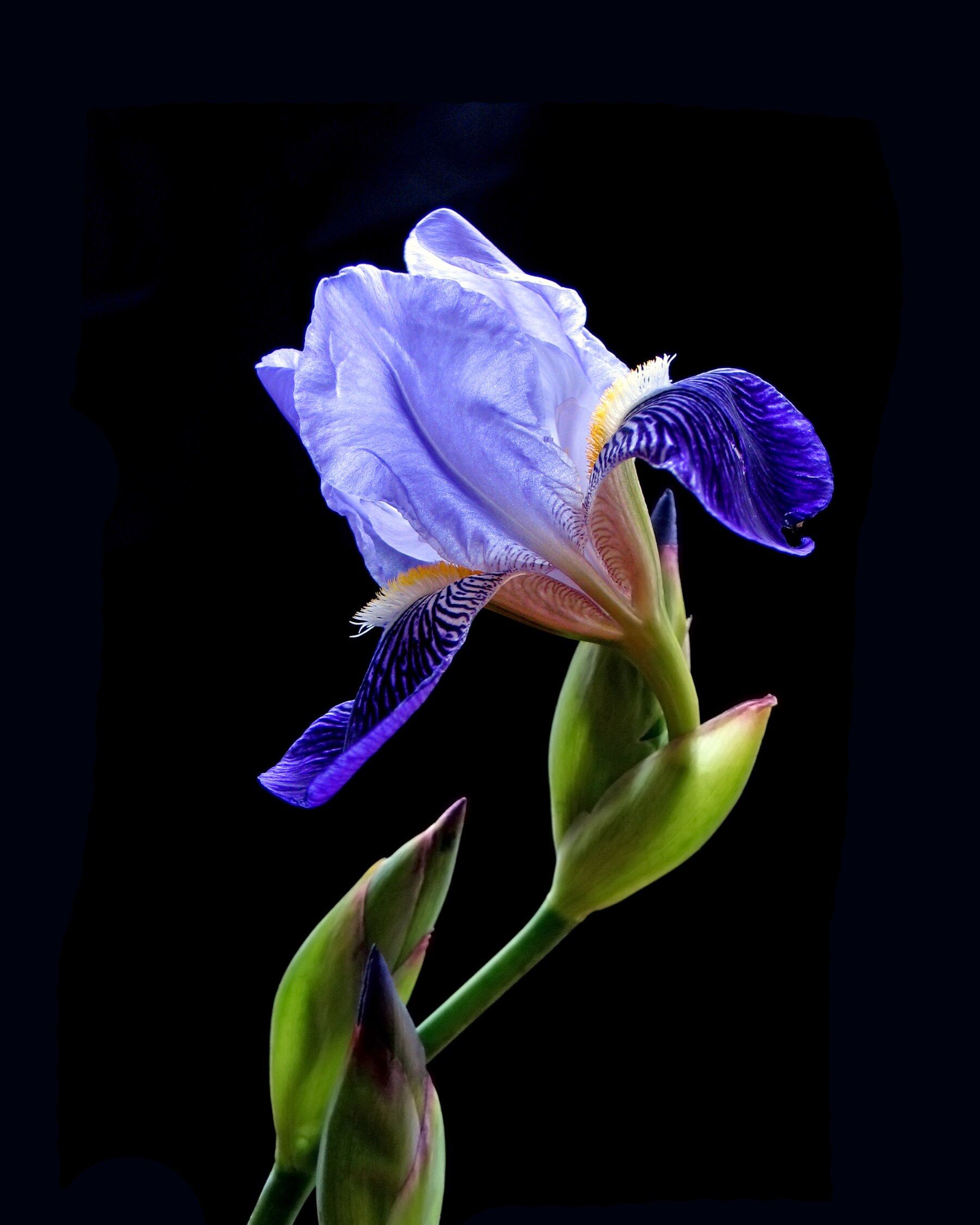 An iris flower on a black background