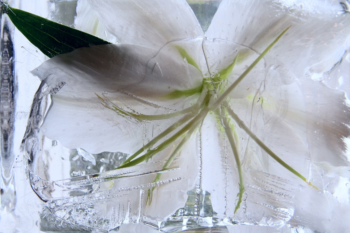 white flower trapped inside block of ice