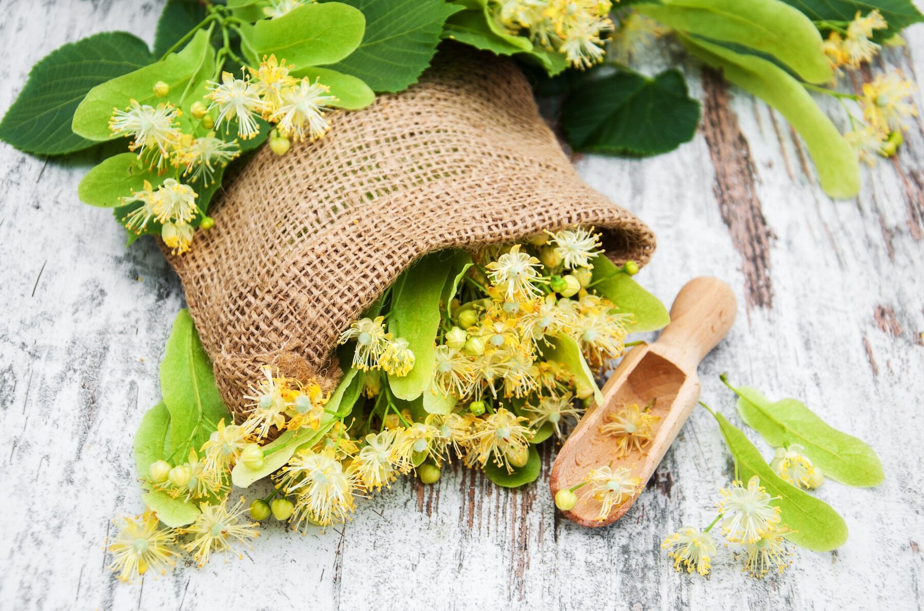 Linden blossoms on a table bursting out of a hessian sack with a wooden scoop nearby