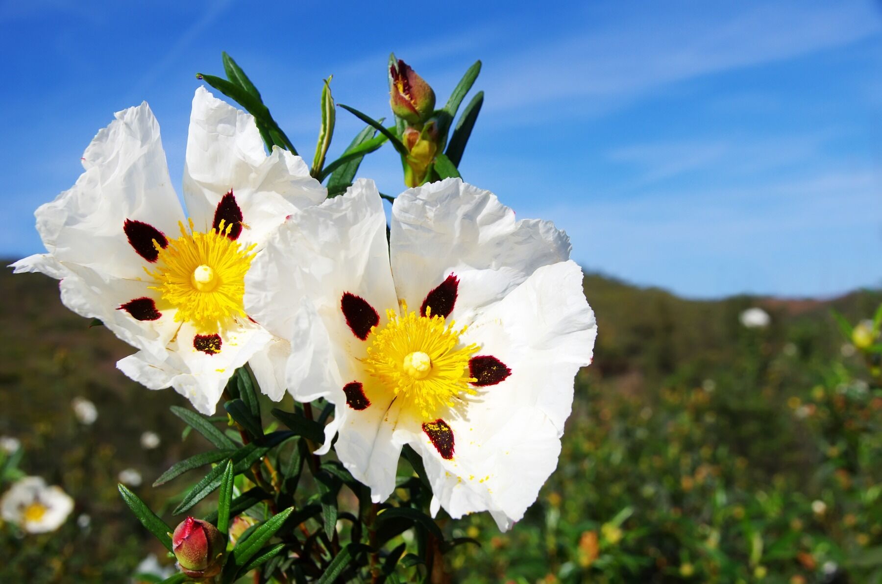 Cistus flowers, white with red splashes
