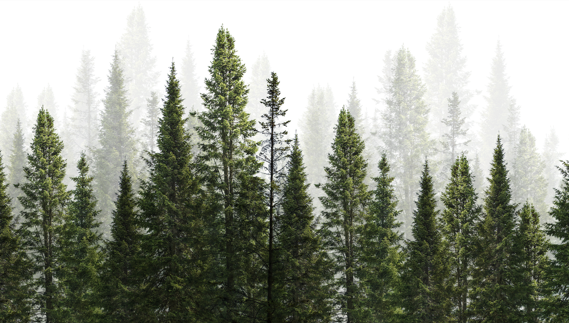 Boundless Vanilla: Vanille Supermassive by Les Eaux Primordiales