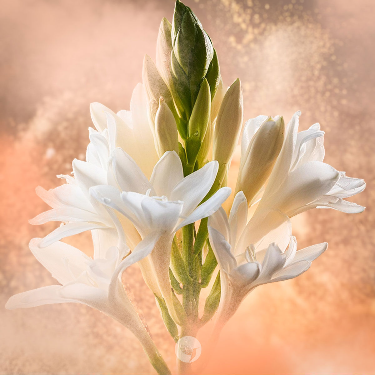 TUBEROSE EXPOSE - Best Tuberoses of the Year (2023/2024) ~ Columns