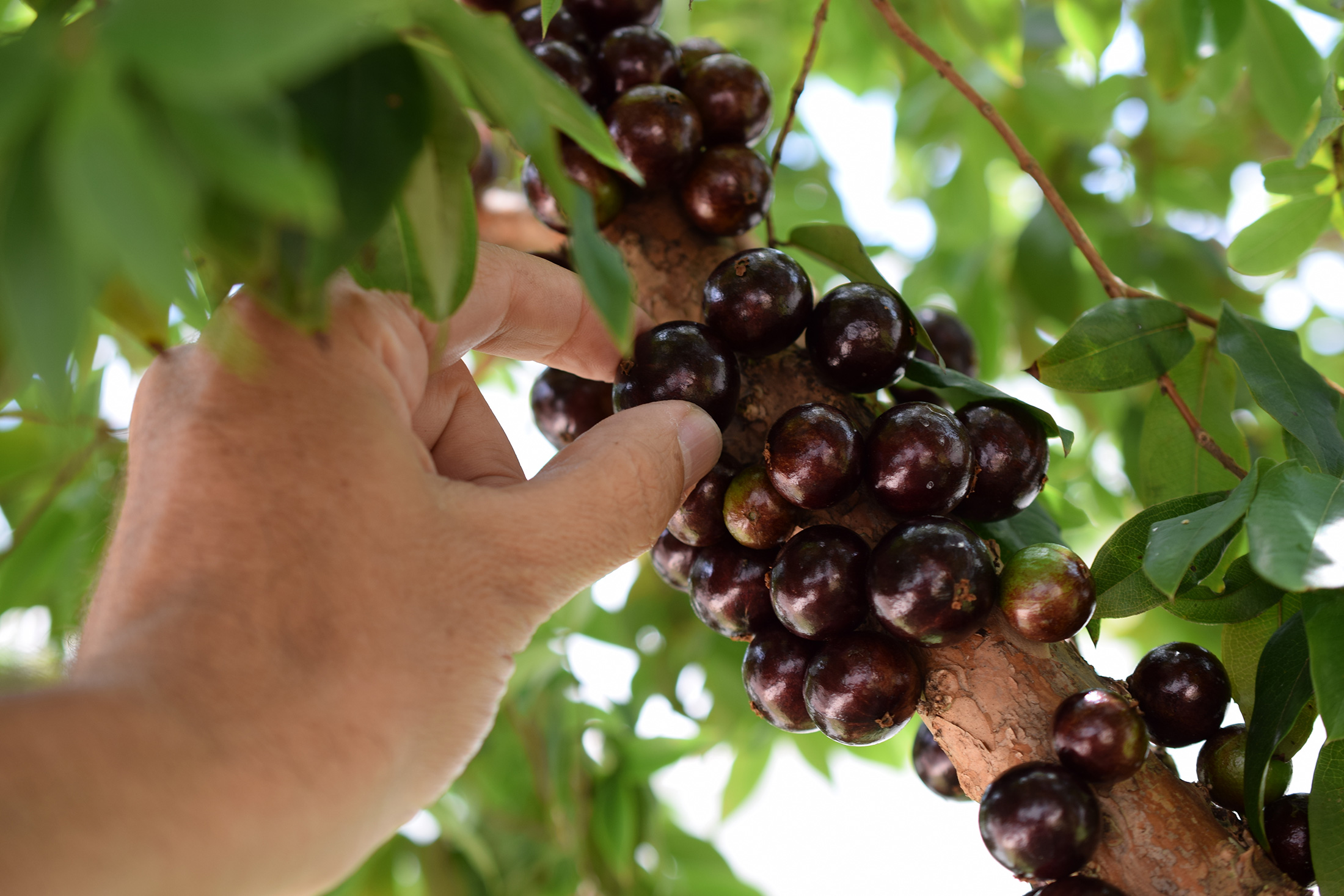 Jabuticaba: Black, Shiny and Complex ~ Raw Materials