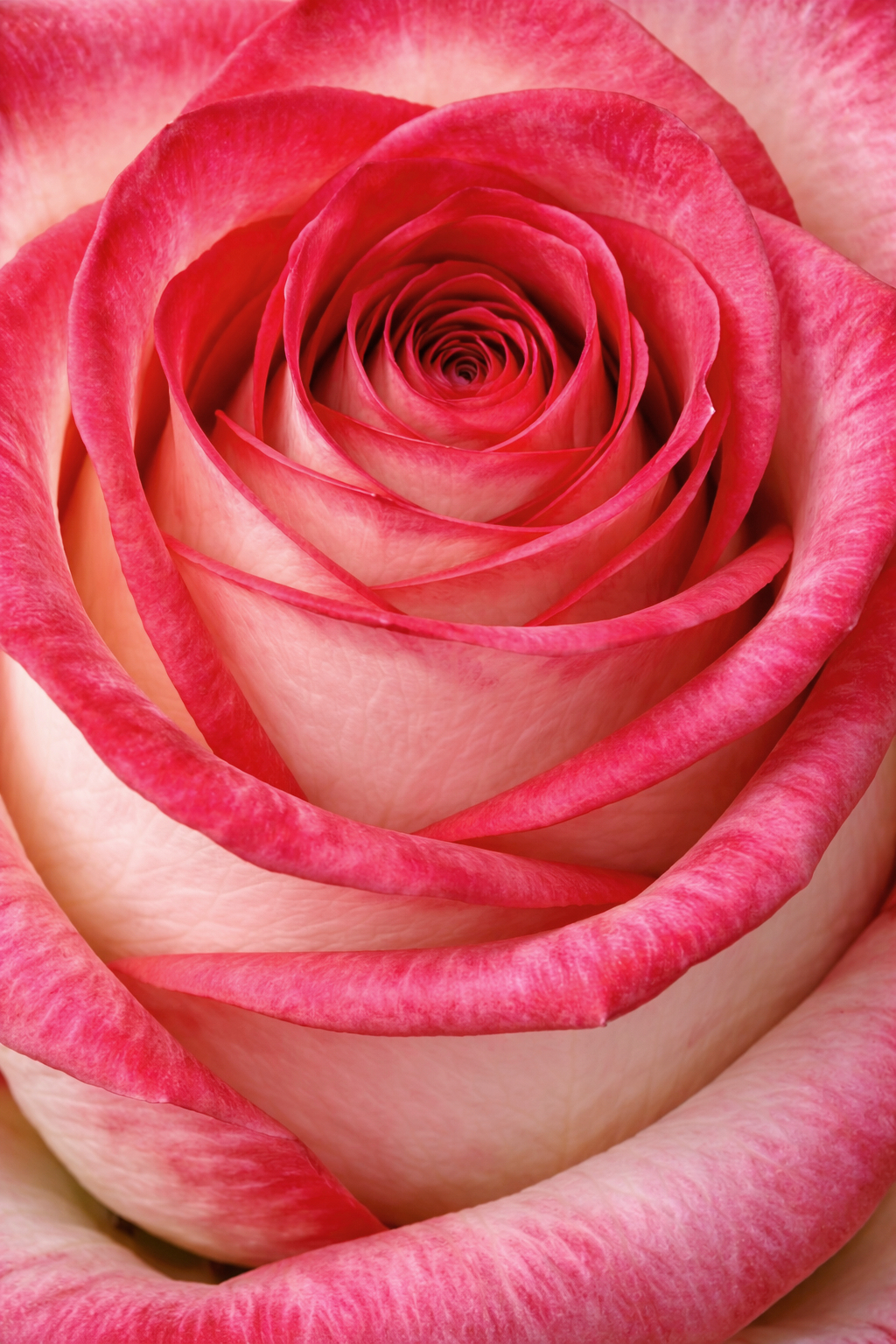 Fort & Manléによる2つのエリザベス朝のアンバー