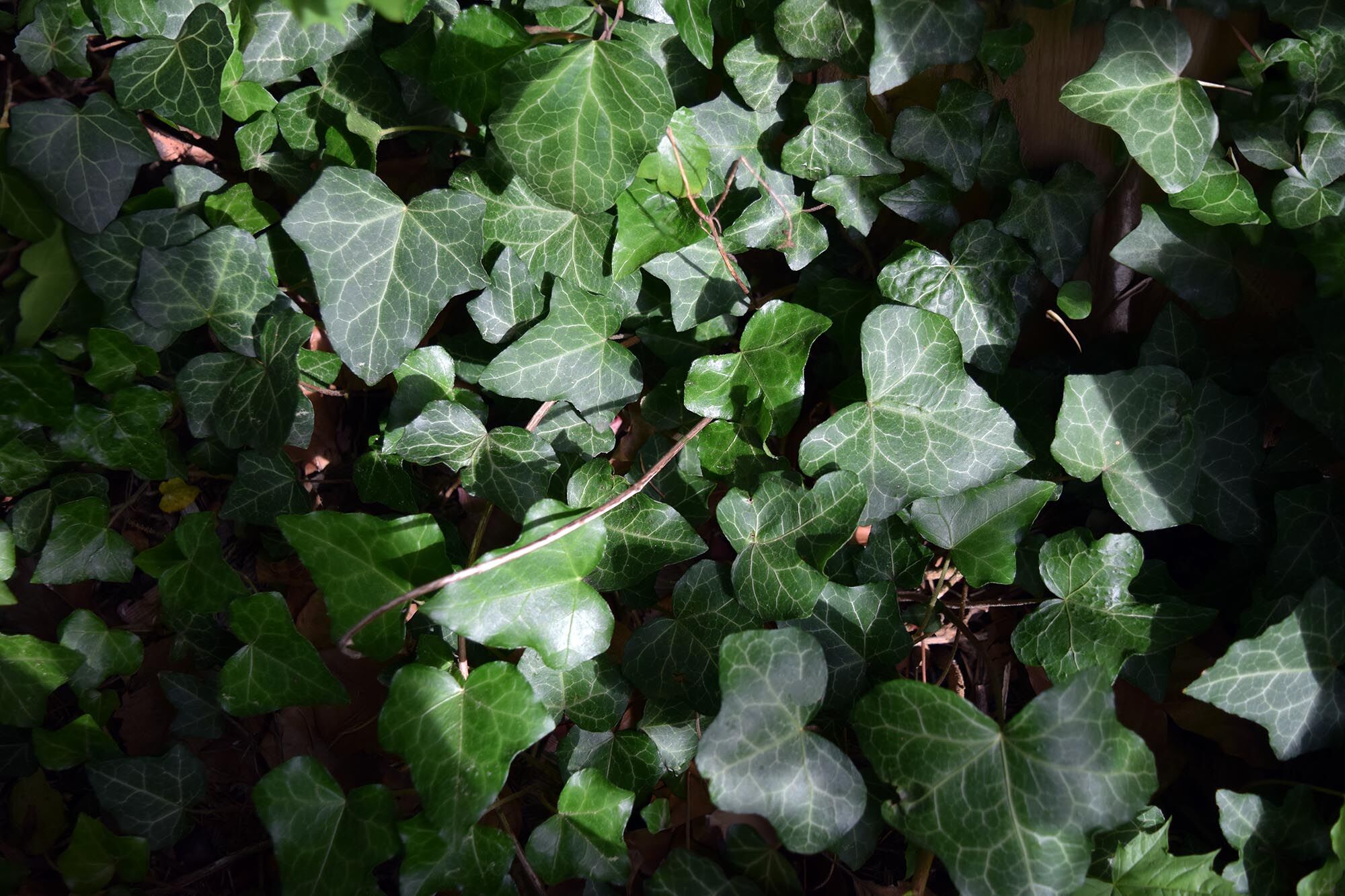 Ivy leaves.