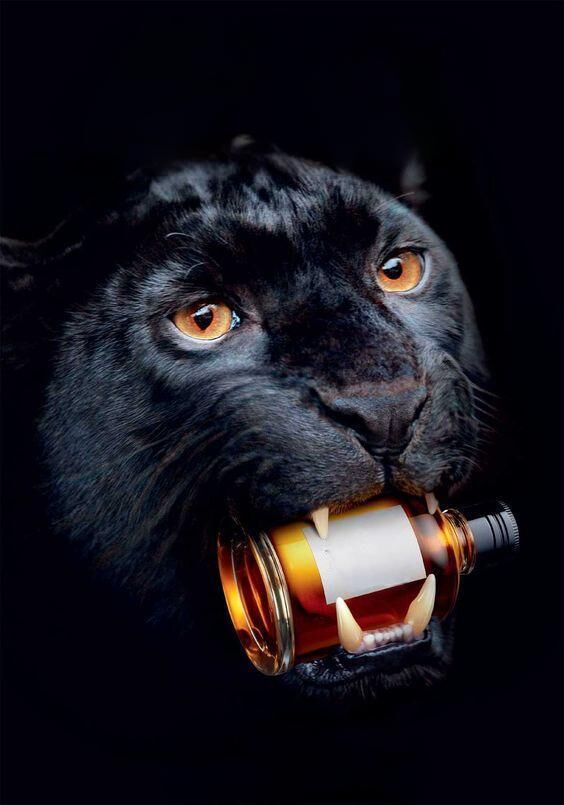 remember the cat?