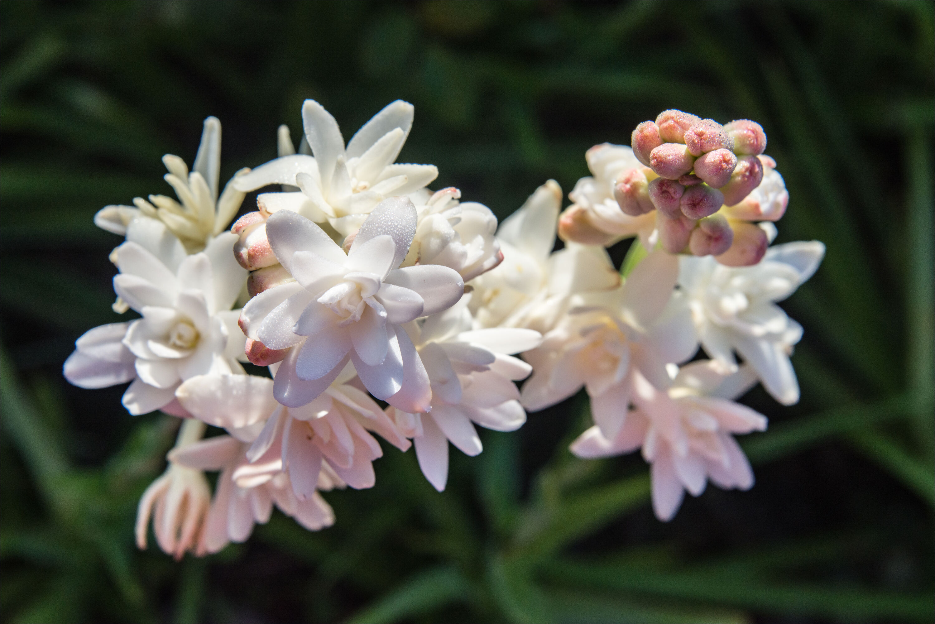 tuberose