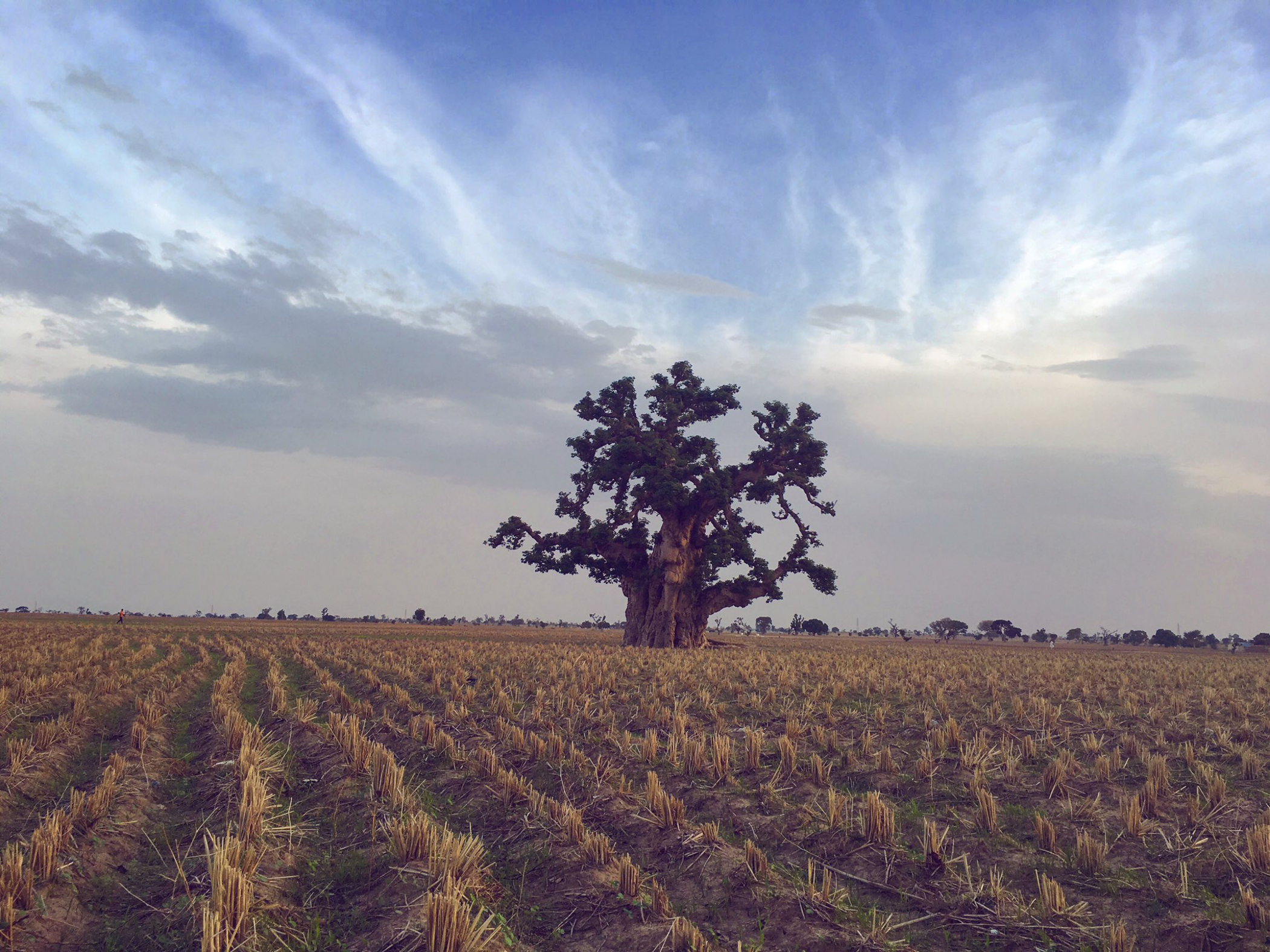 Nigerijská krajina se starým stromem