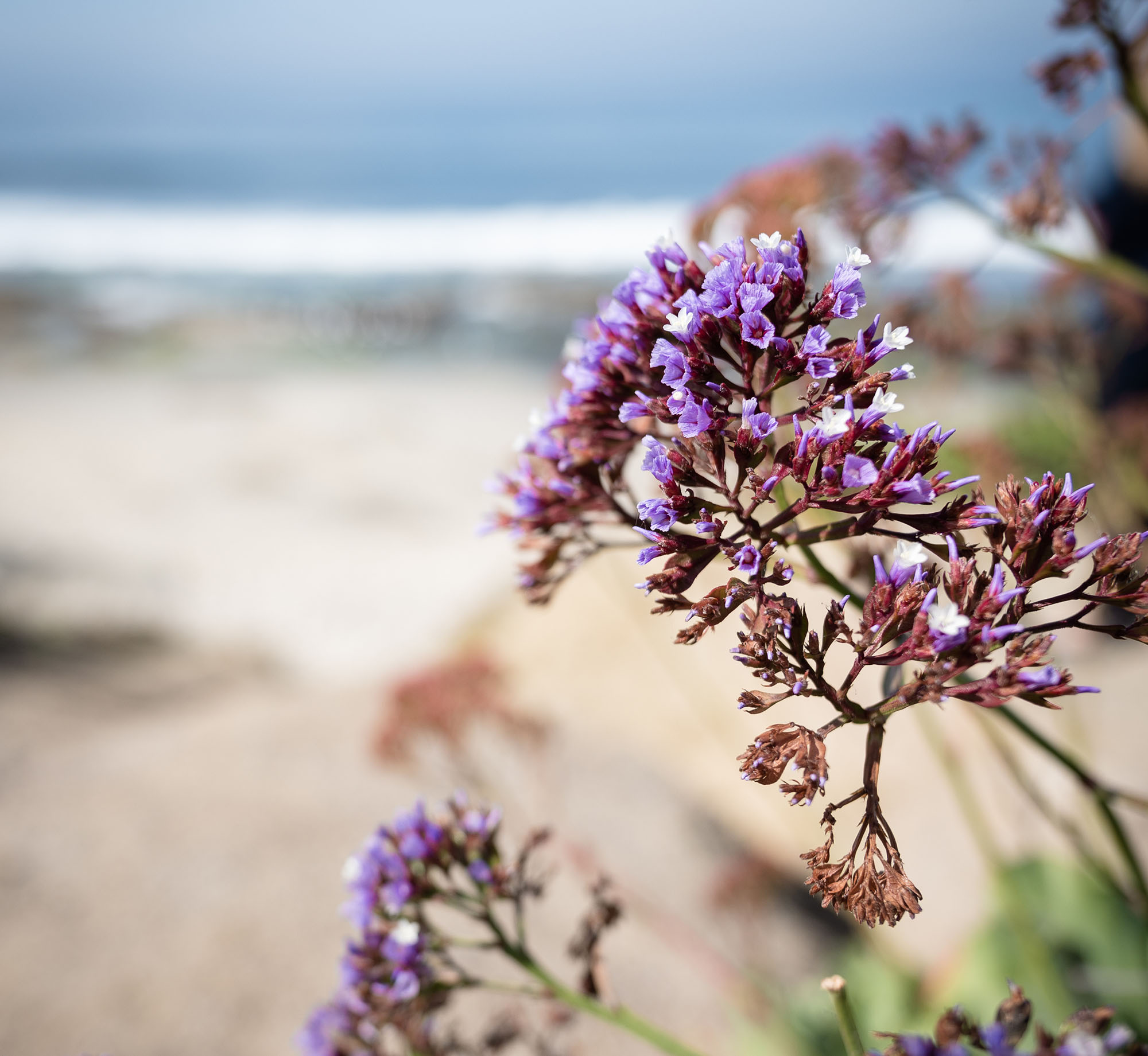 Todd Snyder x D.S. & Durga's Young Dunes: City Meets Shore ~ Fragrance Reviews