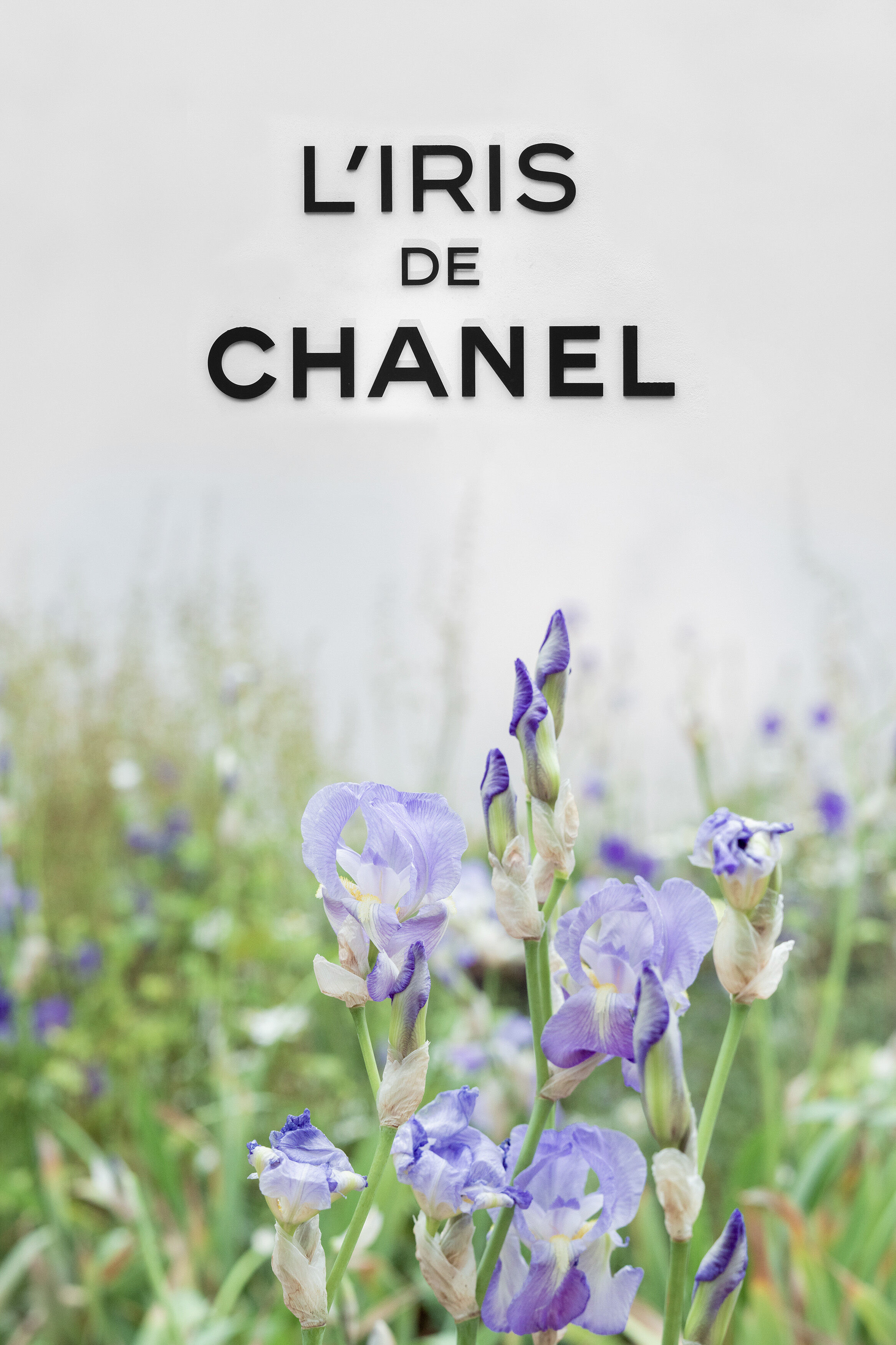 An Exhibition Dedicated to Chanel's L'Iris Pallida Art Books Events