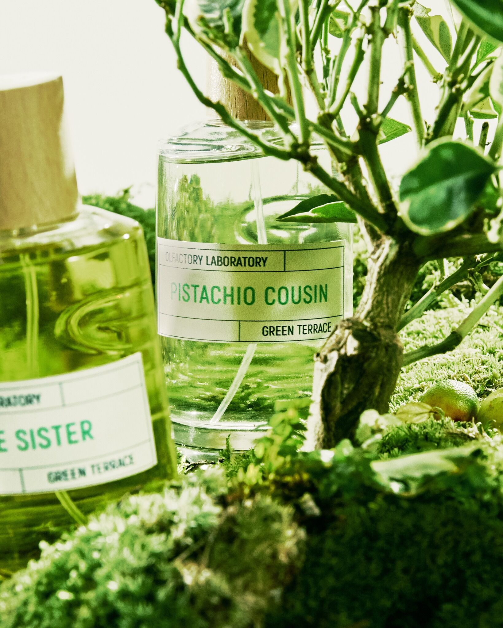 PISTACHIO COUSIN
