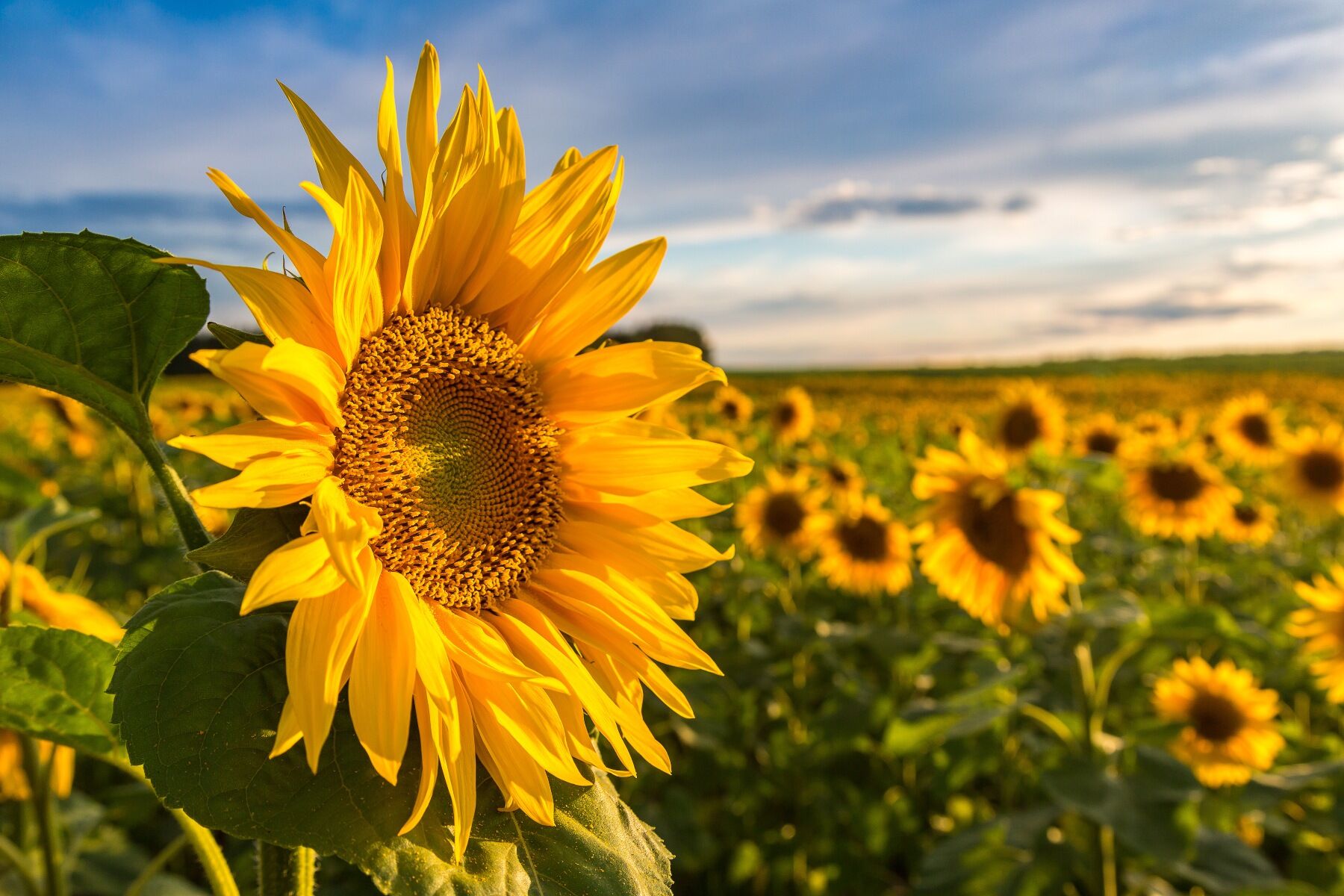 Sunflowers in a field