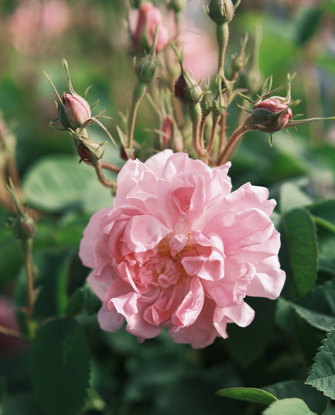 Rare is the Rose: Amouage's Documentary Featuring Dominique Roques
