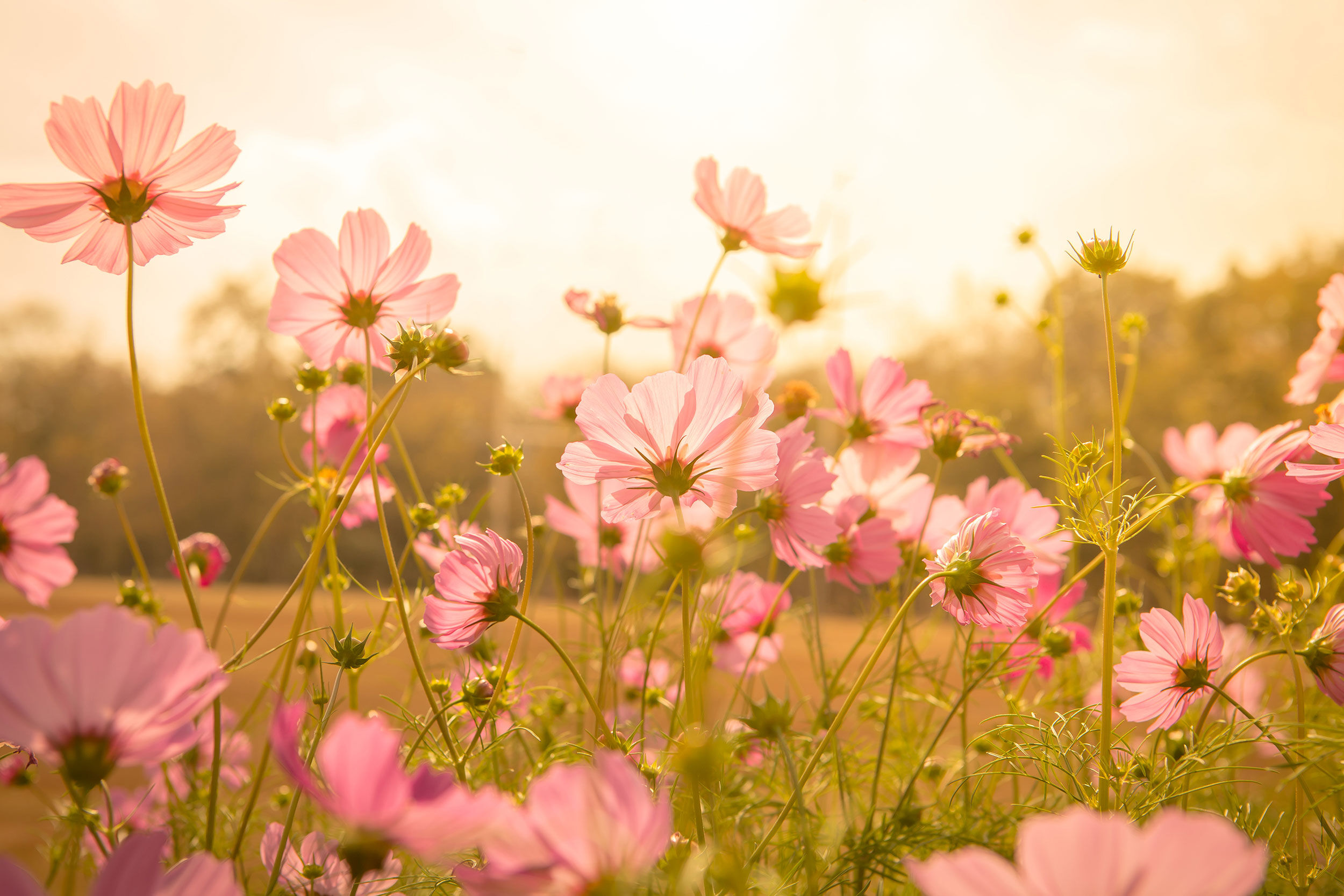 cosmos flowers