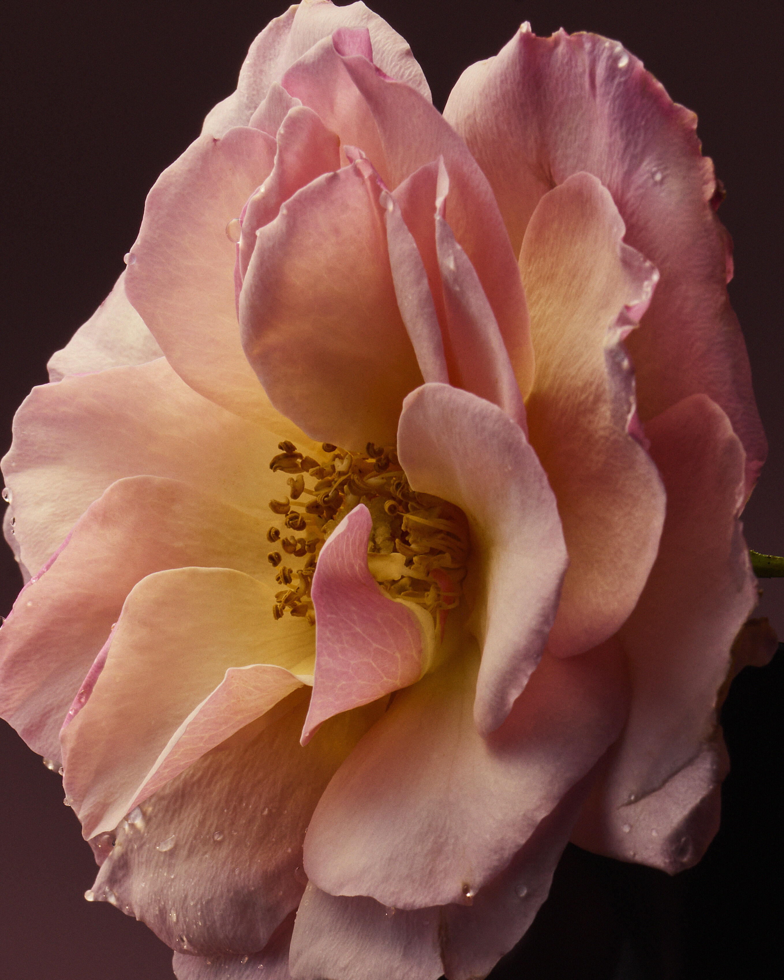 Rose Blaze by D'Orsay ad image