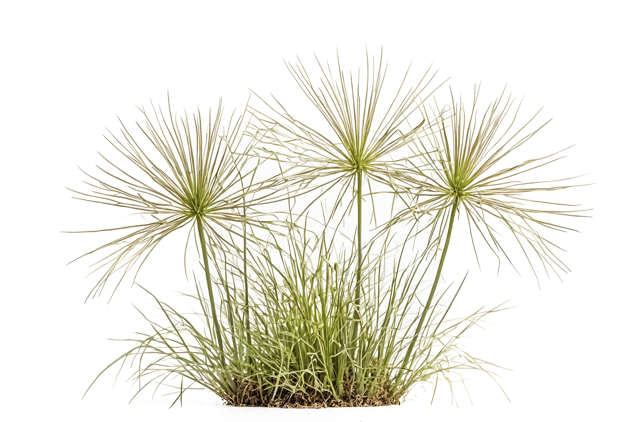 «LIKE AN EGYPTIAN…» MILLER & BERTAUX — КАК ПРАВИЛЬНО ОБРАЩАТЬСЯ С ЛЕГЕНДАМИ…