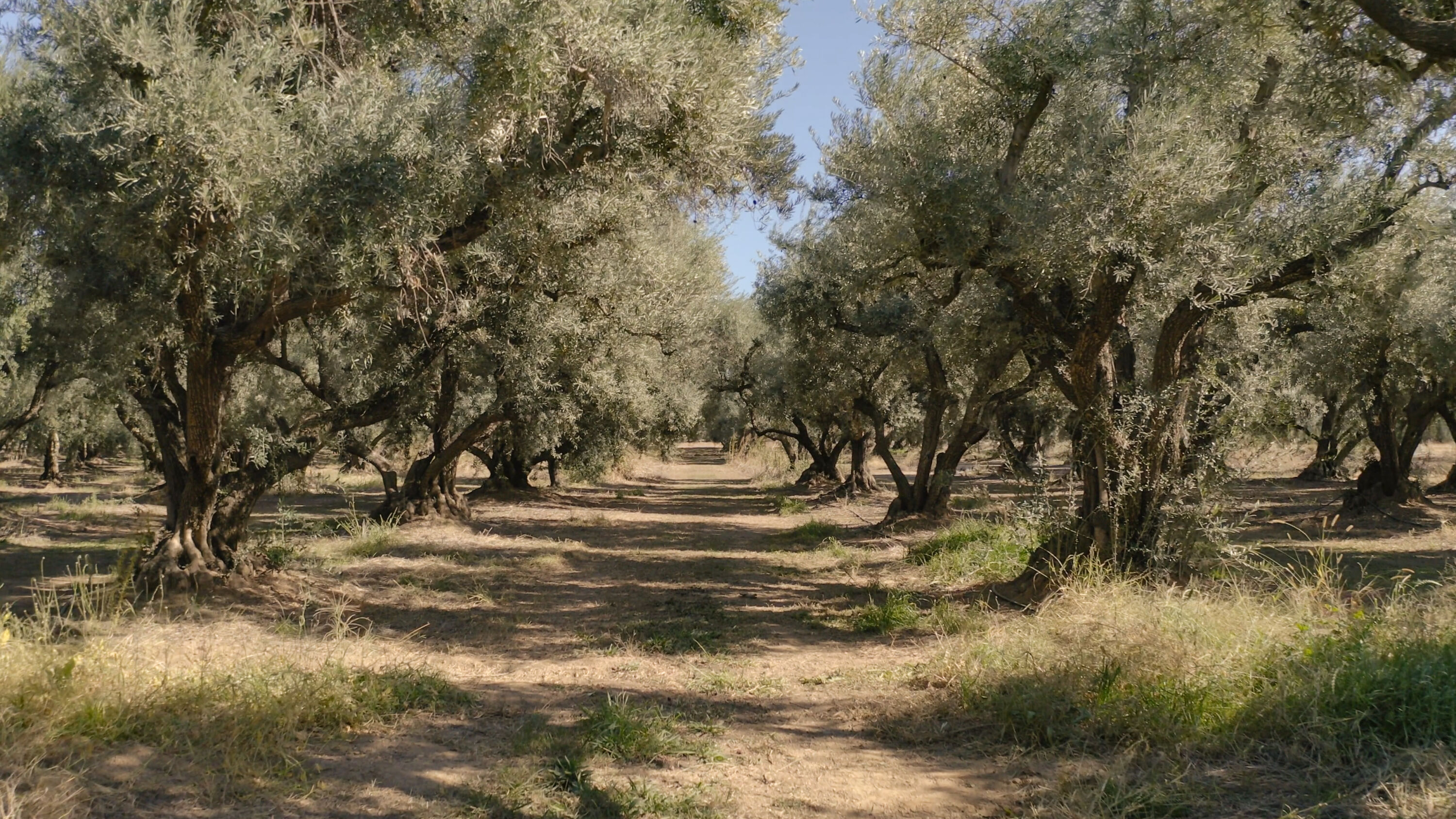 EUROFRAGANCE Introduces Olivante®: A Sustainable, Opulent Perfumery Ingredient
