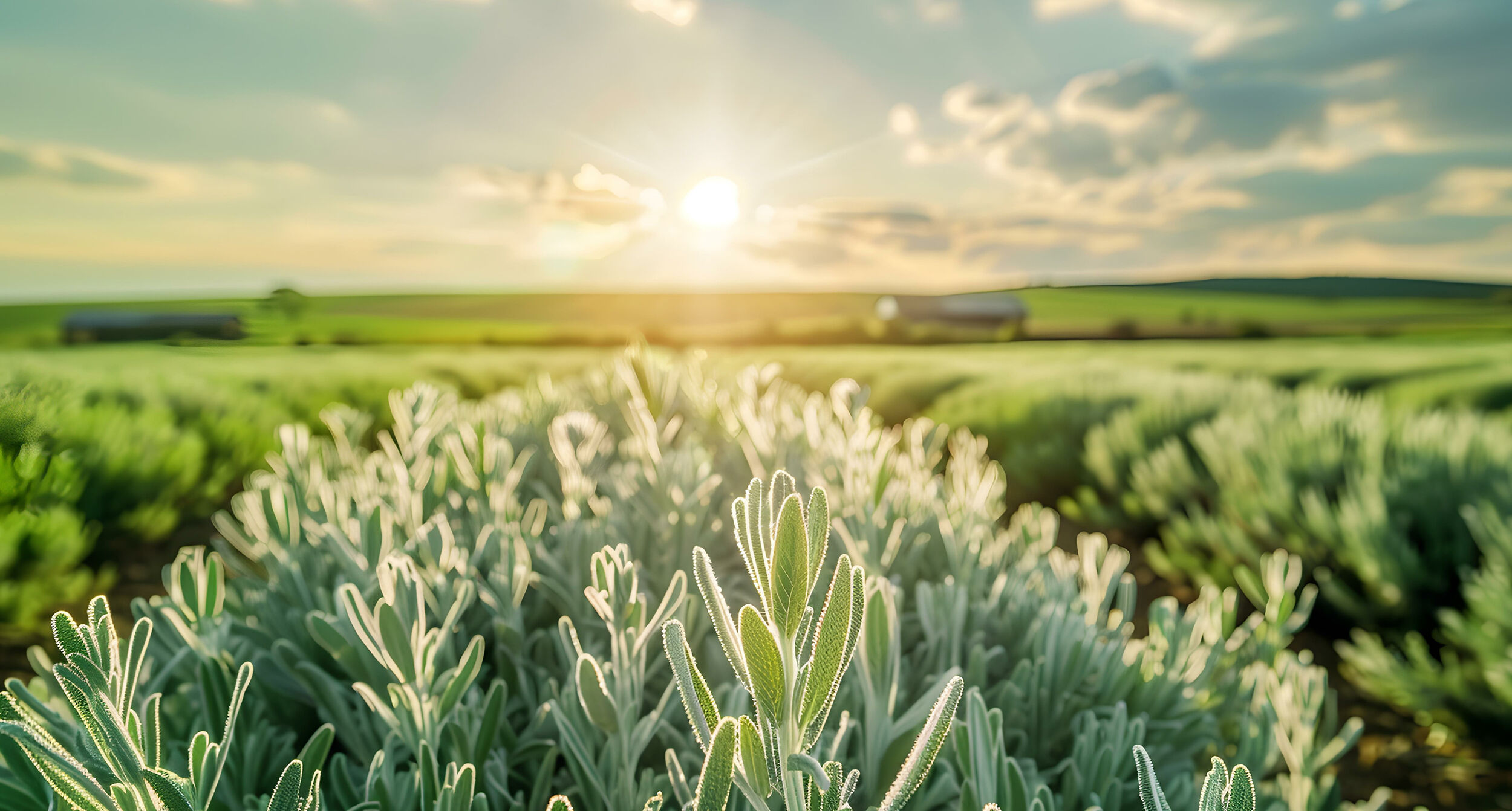 sage field