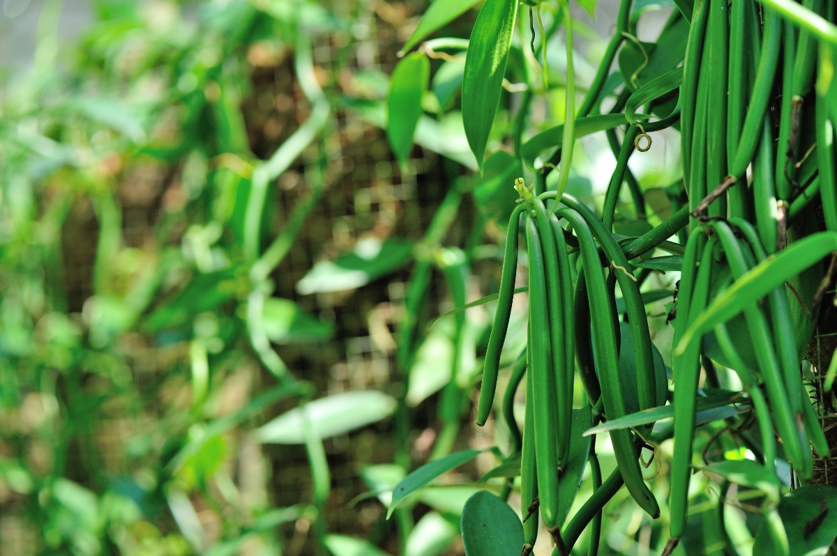 Green vanilla pods against a blurred background of more greenery