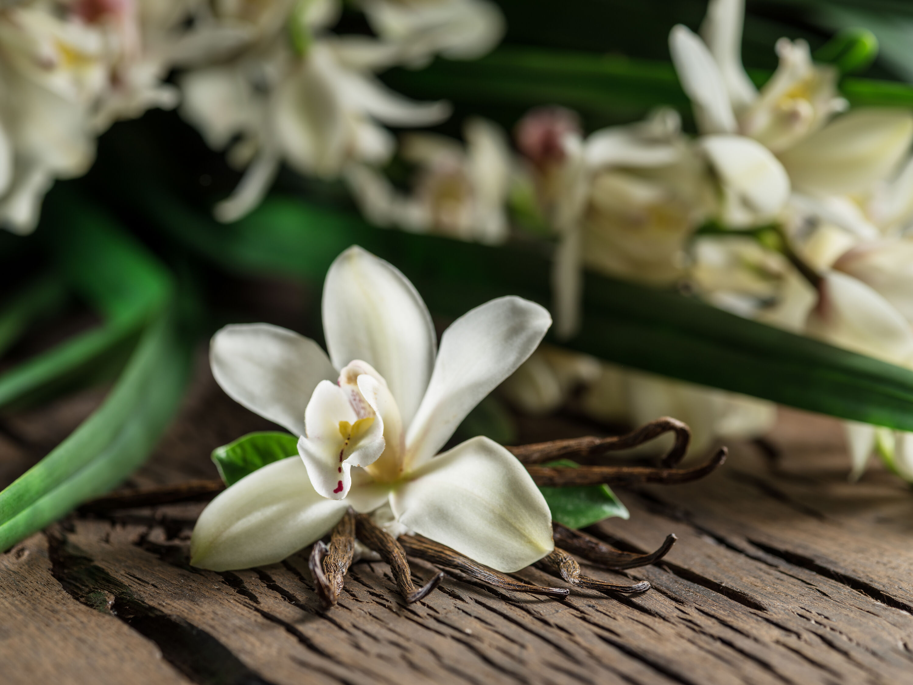 vanilla orchid and beans