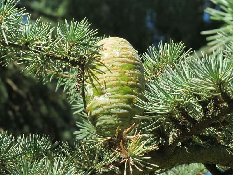 cedrus deodara species of the Himalayas