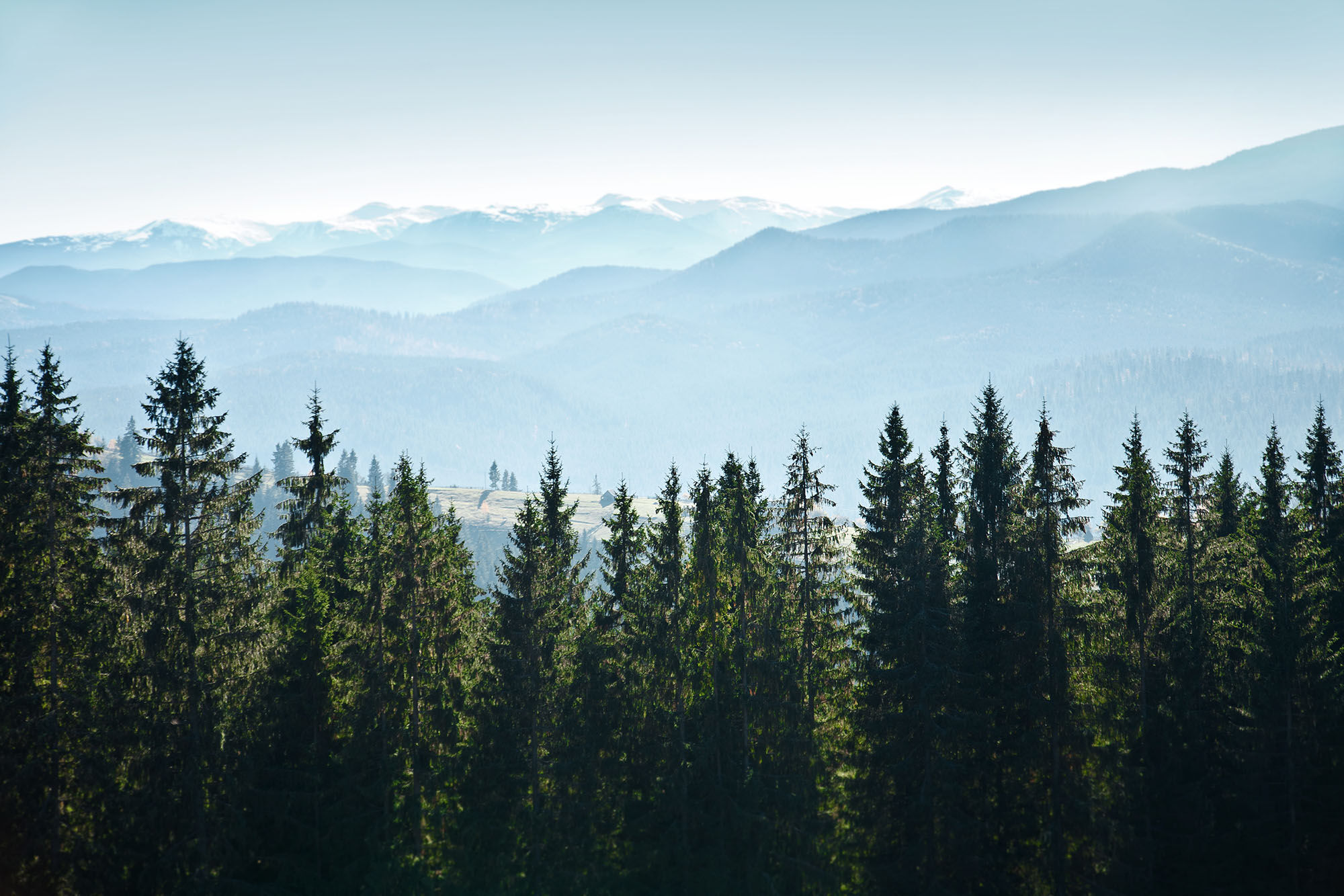 Mountains as seen in Northern California with pine trees in the front.