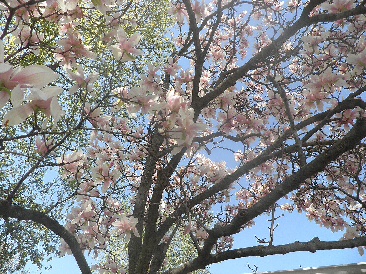 magnolia in bloom