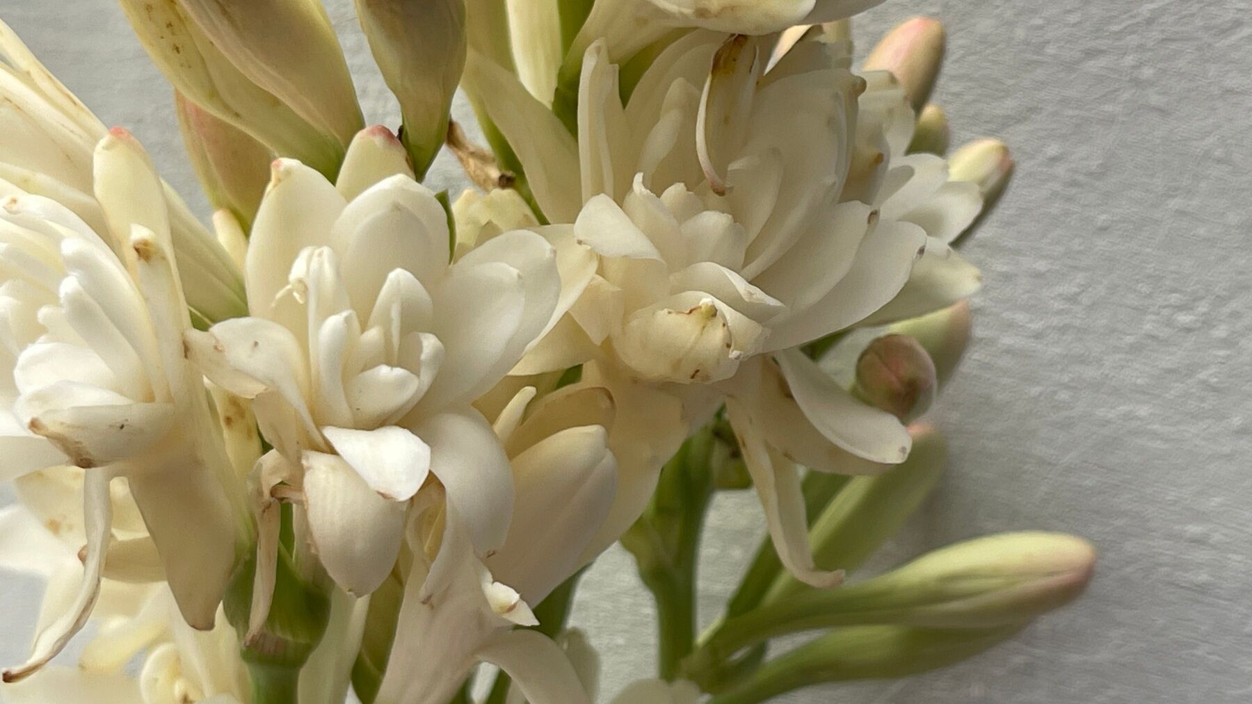 A close up of a tuberose bloom
