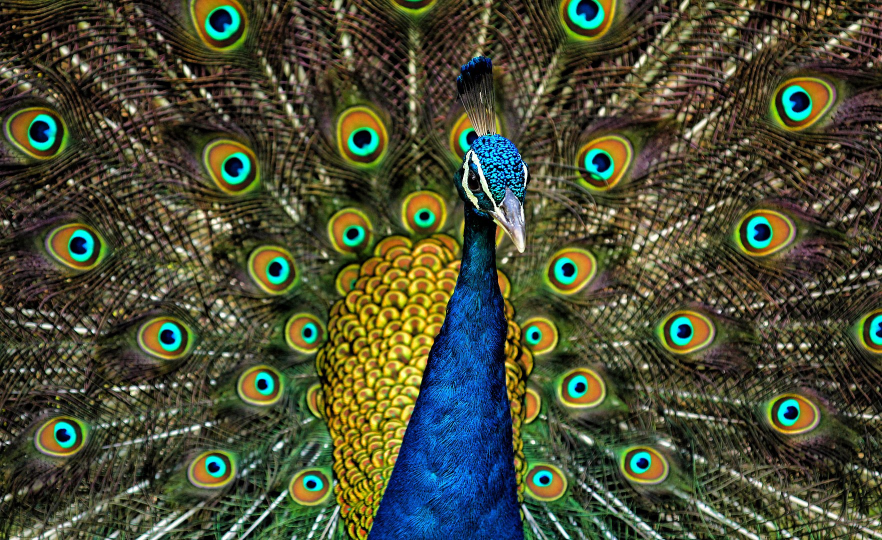 A peacock showing off its colours, Sultanpur National Park, Jatin Sindhu, wikipedia, CC BY-SA 4.0