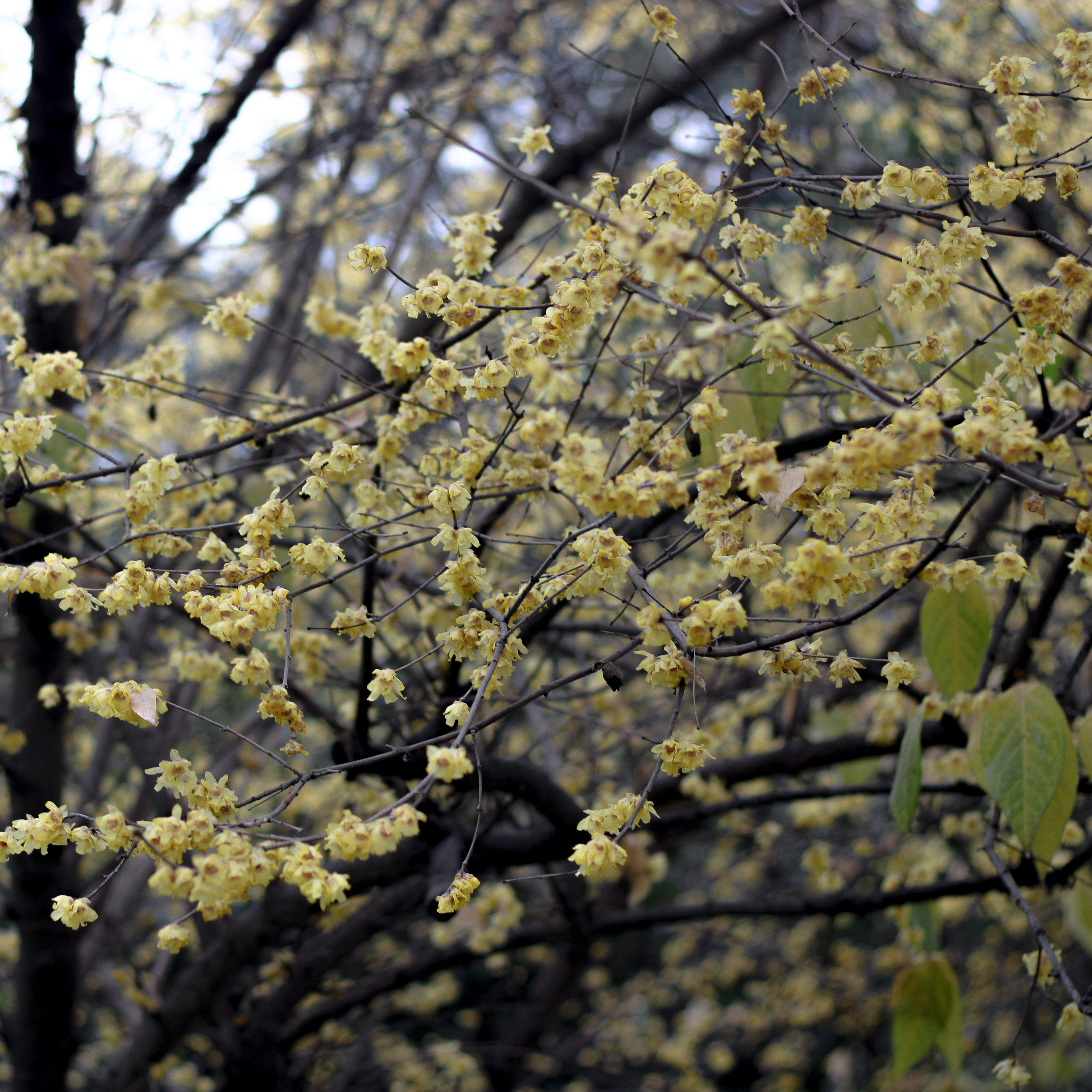Chimonanthus Praecox, Wintersweet