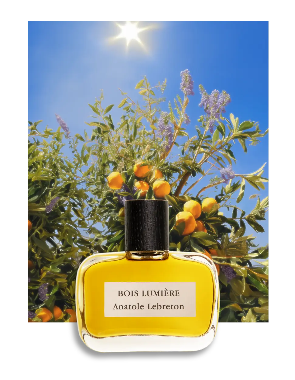 Anatole Lebreton Bois Lumiere ad image