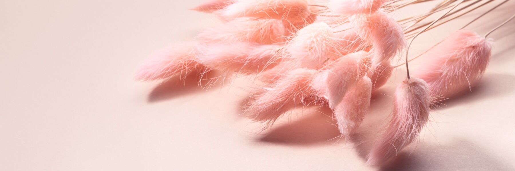 Fluffy pink stems on a pink backdrop