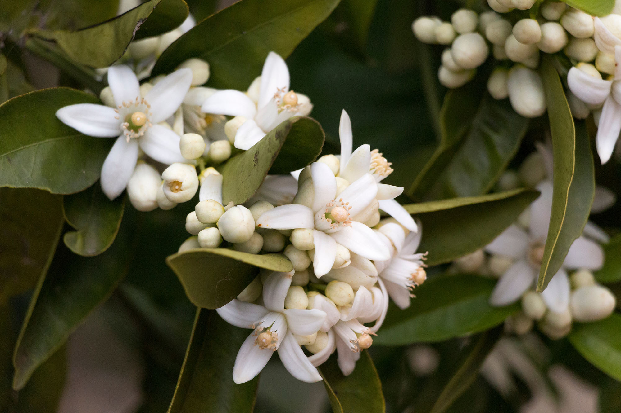 Orange blossoms growing on a tree.