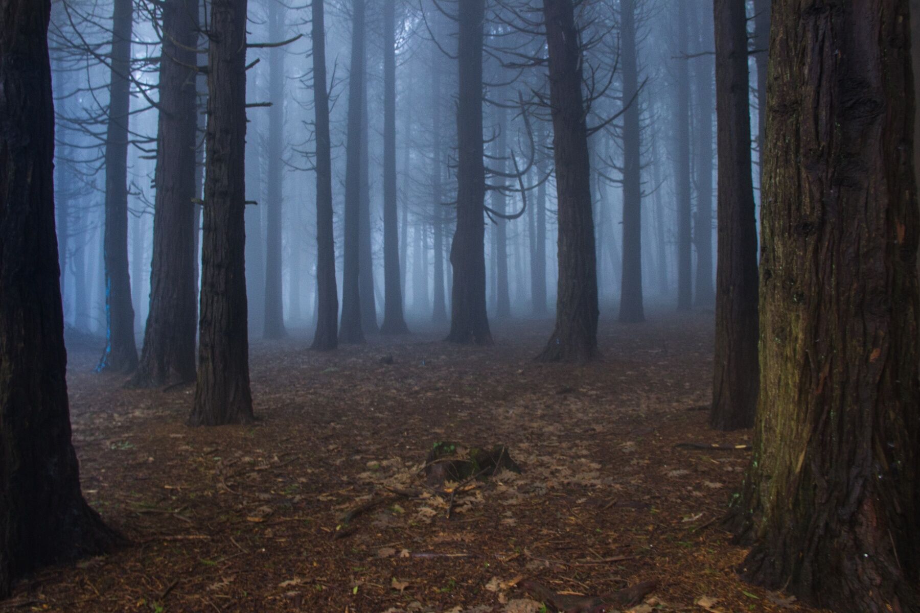 A dark wood in winter with loads of trees and bare earth