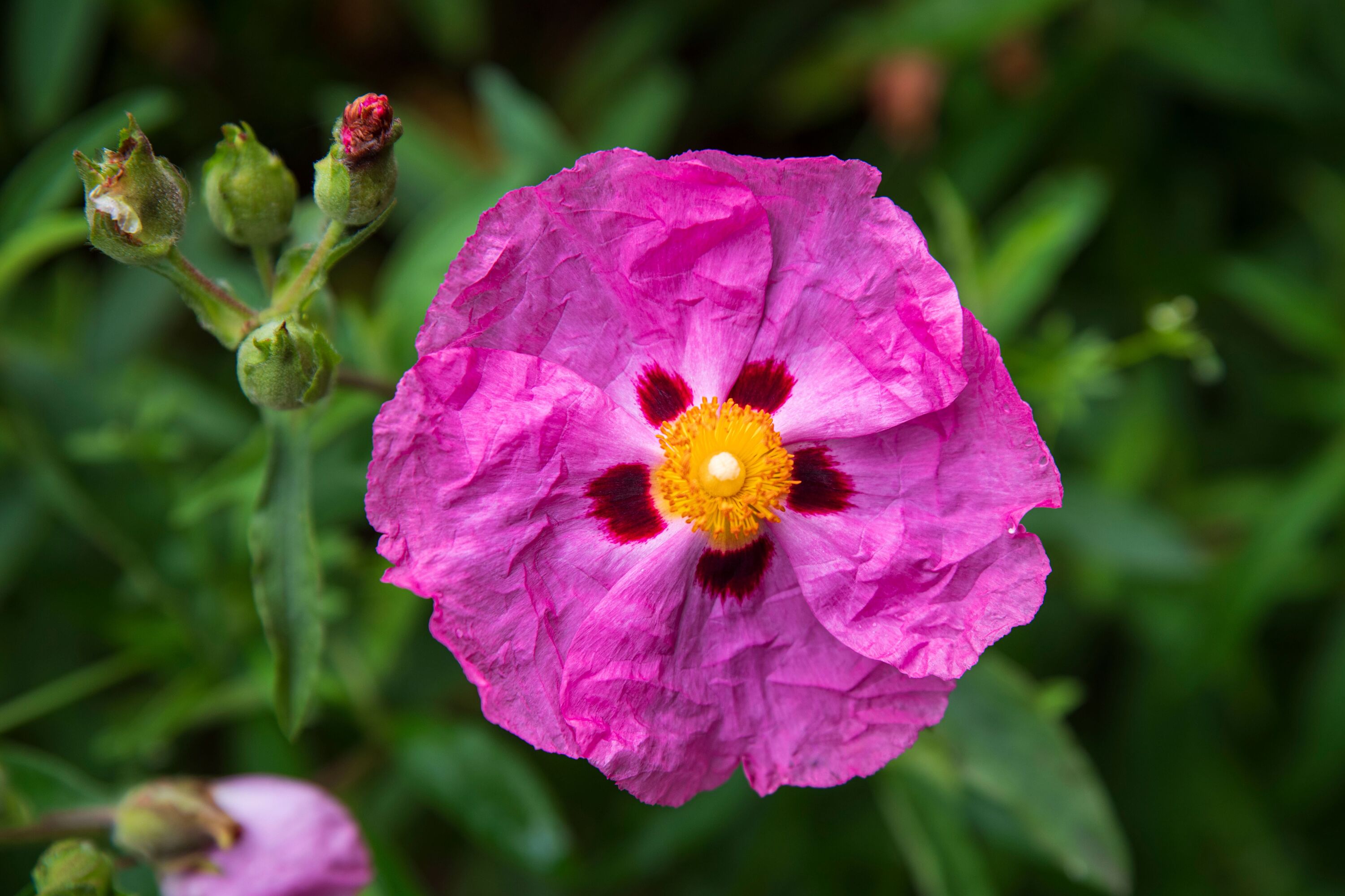 Cistus
