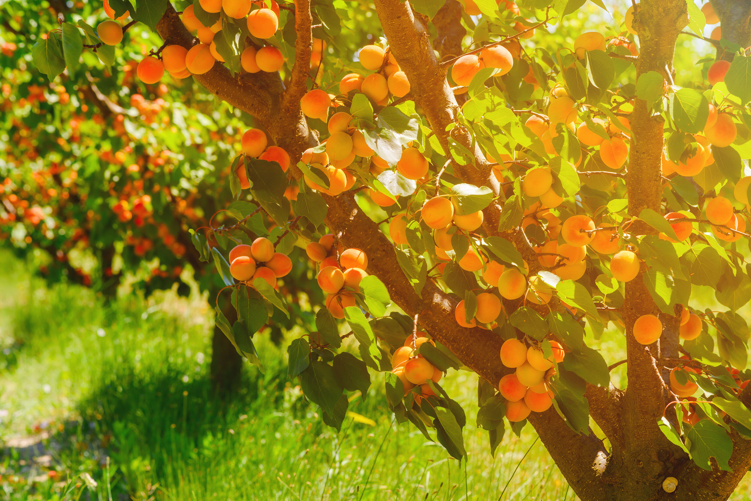 apricots