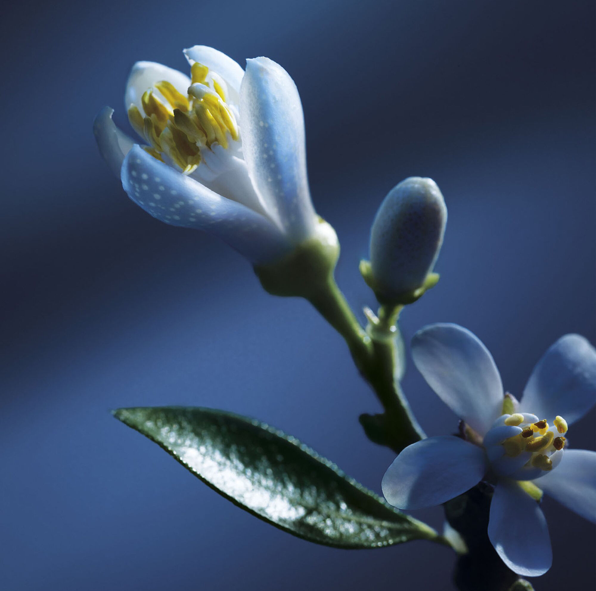 Chloé Fleurs de Nuit: Nuit d'Oranger, Orchidée de Minuit, and Tubéreuse Lazuli