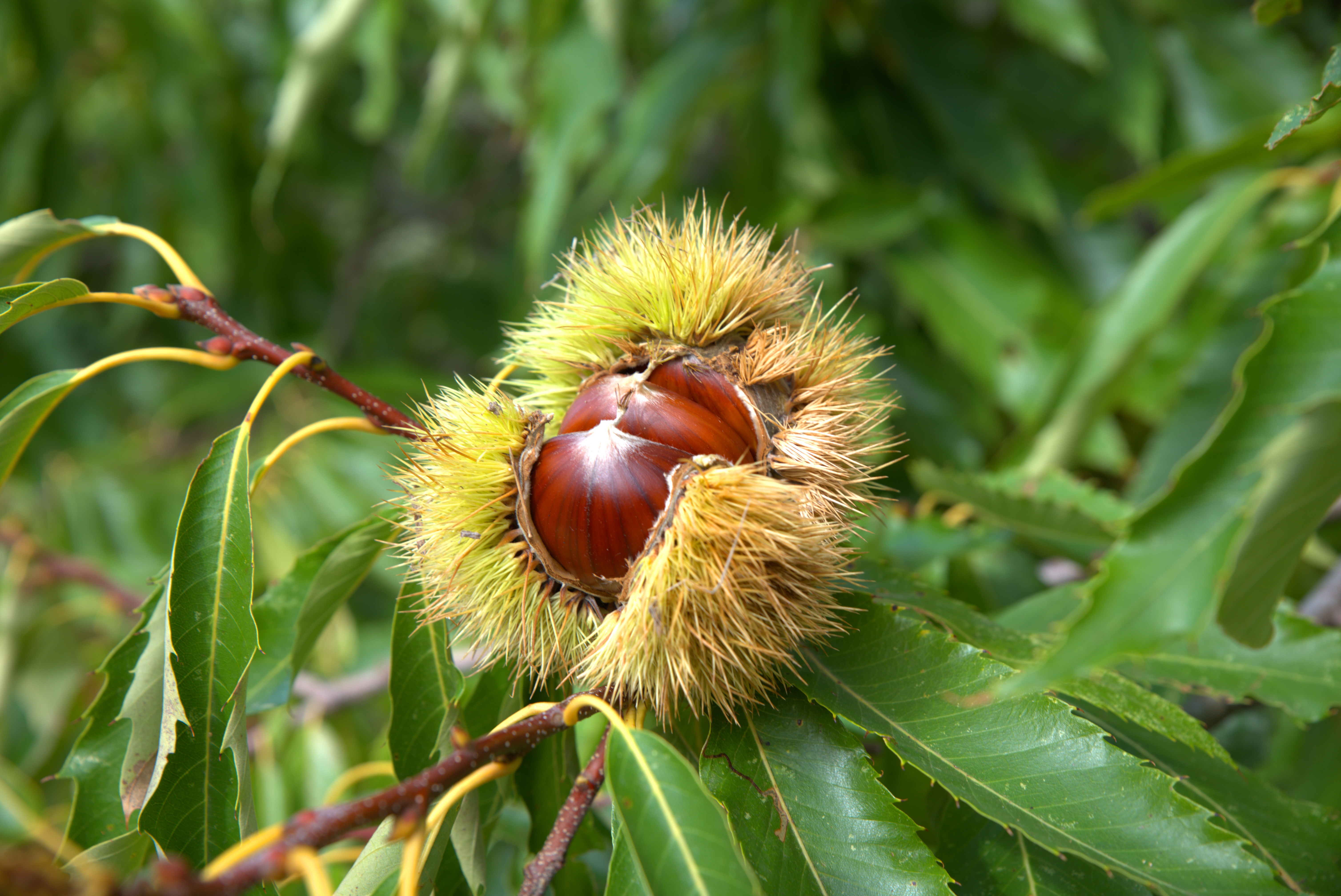 Chestnut Notes in Perfumes ~ Raw Materials