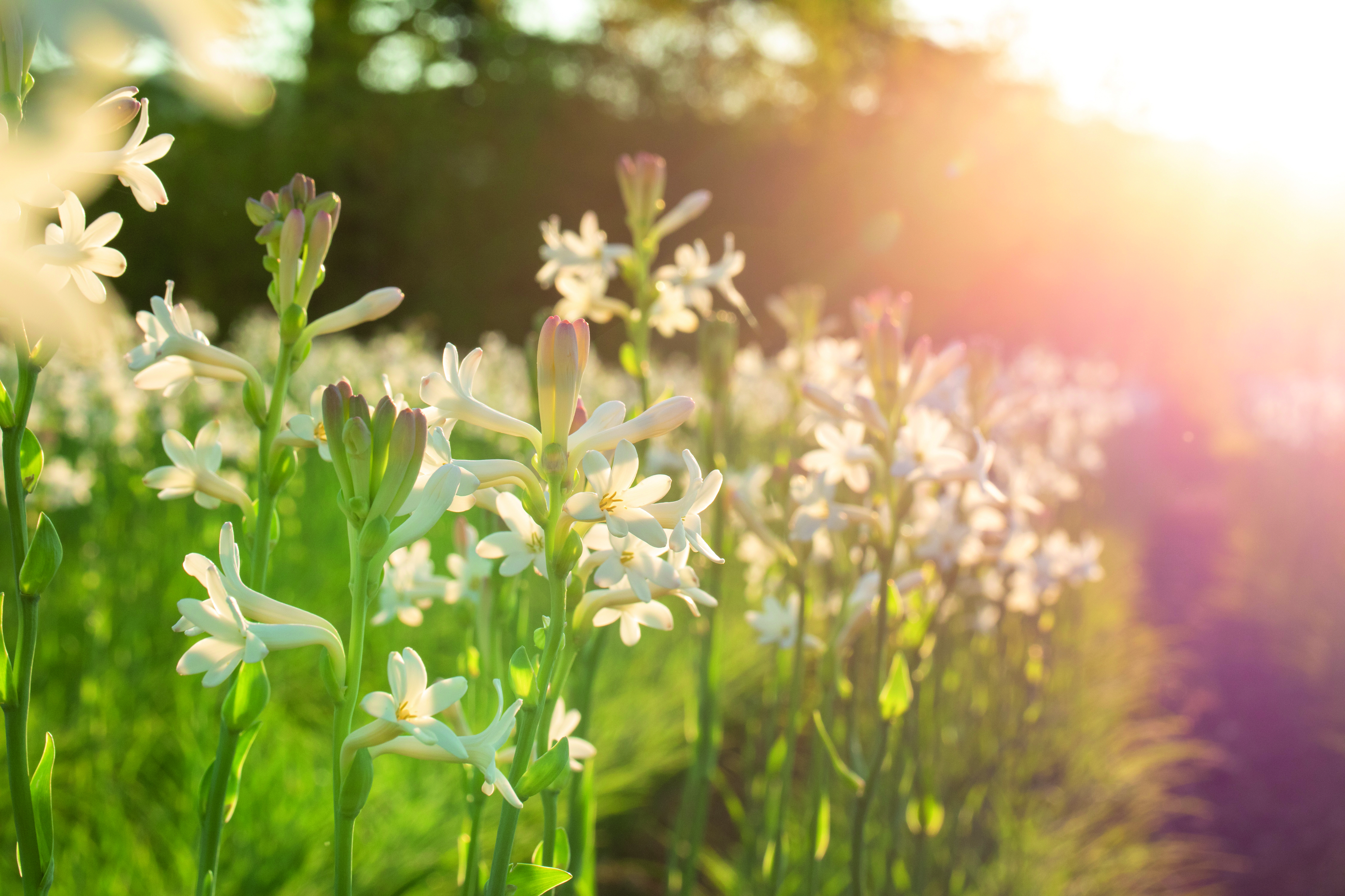 Fragrantica tuberose best sale