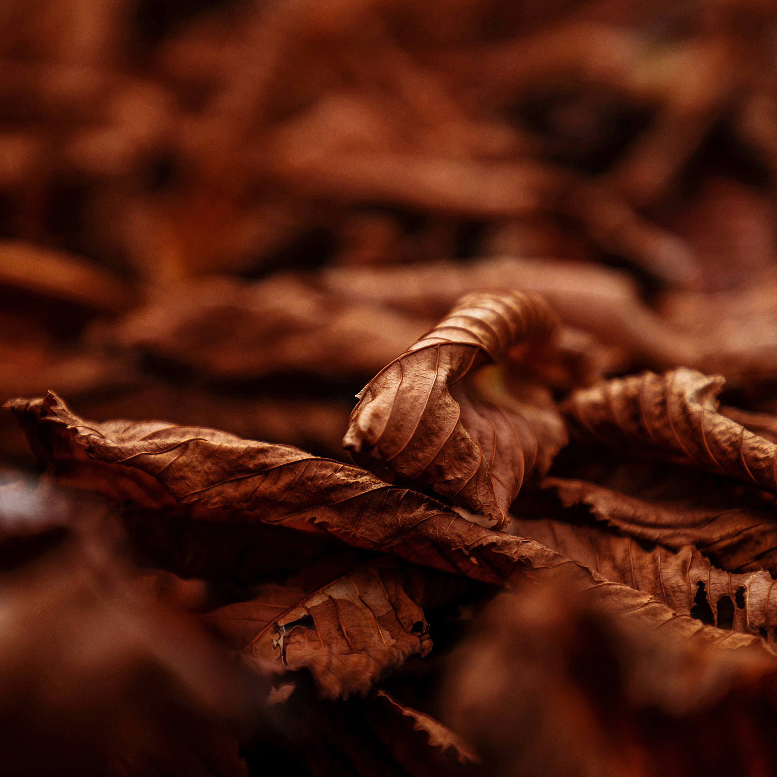 Proč je Fil d’Or №1 možná nejlepší tabákovou vůní Laurenta Mazzoneho