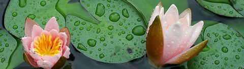 フローラルアクアティック