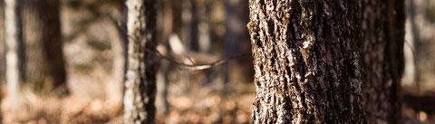 ウッディシプレー