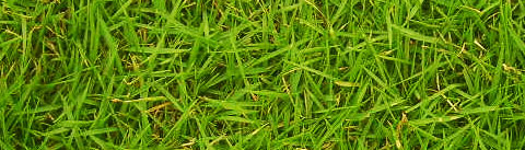 アロマティックグリーン