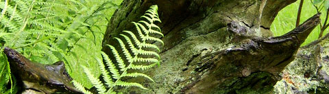 ウッディアロマティック