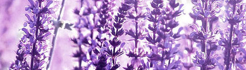 アロマティックフゼア